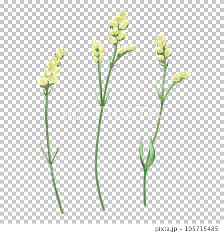 Set of 3 yellow statice flowers Set of 3 yellow statice flowers 105715485