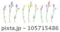 スターチスの花 3色セット 105715486
