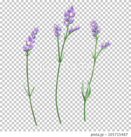 3 件套紫色靜態花 3 件套紫色靜態花 105715487