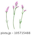 ピンクスターチスの花 3本セット 105715488
