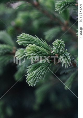 A branch of a fir tree in the park in close-up. 105715654