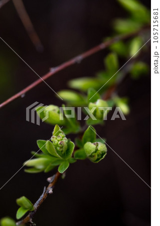 A branch with young leaves in natural conditions in spring. 105715681