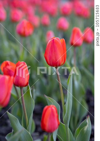 Red tulips on a street flower bed. Red tulips on a street flower bed. 105715683