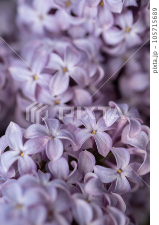 beautiful lilac branches close-up. Background. beautiful lilac branches close-up. Background. 105715689