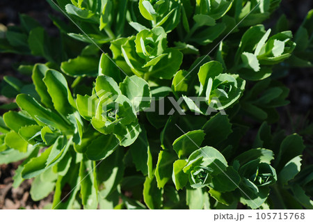 Aeonium crassulaceae flower in natural conditions. Aeonium crassulaceae flower in natural conditions. 105715768