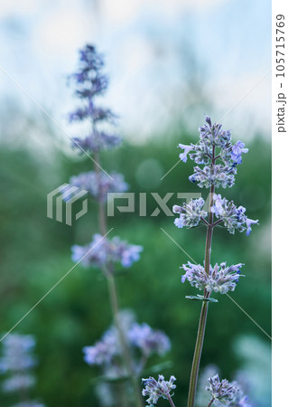 Blooming purple basil flowers in natural conditions in nature. 105715769