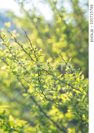 A branch with young leaves in natural conditions in spring. 105715788