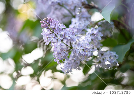 beautiful lilac branches close-up. Background. 105715789
