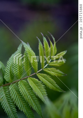 A branch with young leaves in natural conditions in spring. 105715860