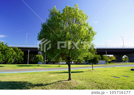 シラカシ 105716177