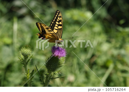 自然　植物　アメリカオニアザミ、厄介な外来種ですが。キアゲハが吸蜜、生態系の一部になっている？ 105716264