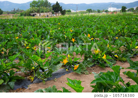 Zucchini plants carefully growing in the garden Zucchini plants carefully growing in the garden 105716380