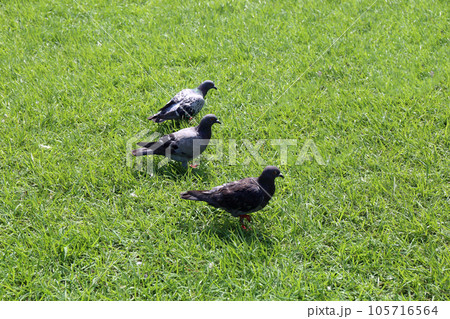 公園の鳩 公園の鳩 105716564