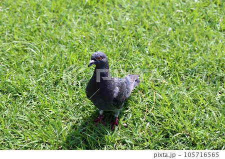 公園の鳩 公園の鳩 105716565