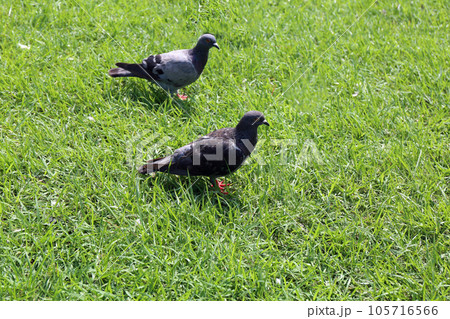 公園の鳩 105716566