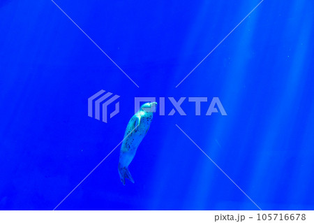 水族館　水槽の中を気持ちよそさうに泳ぐゴマアザラシ 105716678