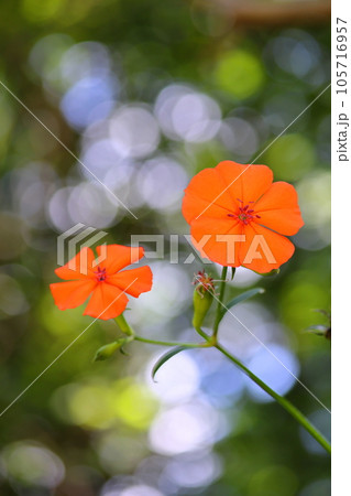 フシグロセンノウ 105716957