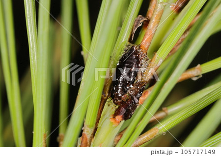 生き物 昆虫 マツアワフキ、六月初め。クロマツの新梢で泡をまとった老齢幼虫 生き物 昆虫 マツアワフキ、六月初め。クロマツの新梢で泡をまとった老齢幼虫 105717149