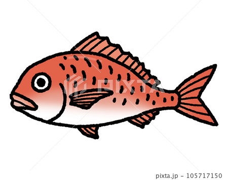 鯛・たい・魚 鯛・たい・魚 105717150