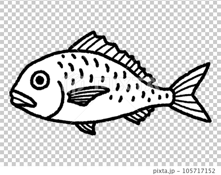 海鯛,鯛魚,魚,線描 海鯛,鯛魚,魚,線描 105717152