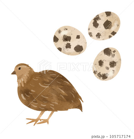 うずらとうずら卵の水彩風イラスト 105717174