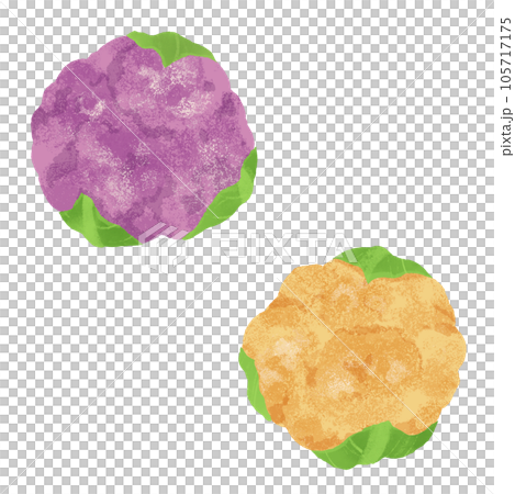 紫色花椰菜和橙色花椰菜的水彩插圖 105717175