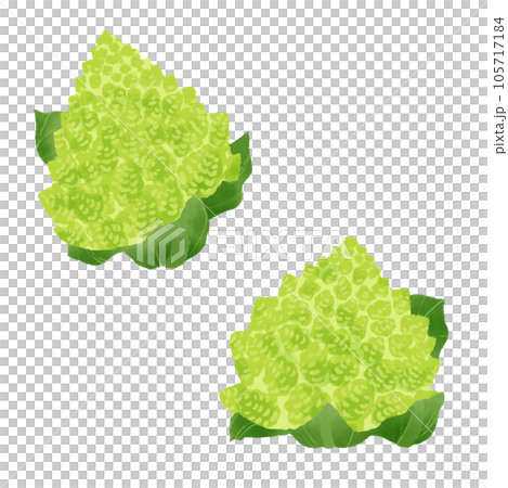 Watercolor illustration of romanesco (cauliflower) Watercolor illustration of romanesco (cauliflower) 105717184