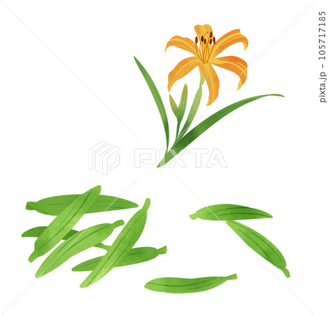 金針菜の花とつぼみの水彩風イラスト 金針菜の花とつぼみの水彩風イラスト 105717185