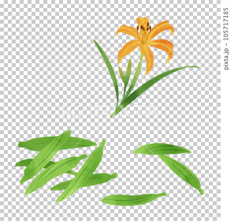 金針菜の花とつぼみの水彩風イラスト 金針菜の花とつぼみの水彩風イラスト 105717185