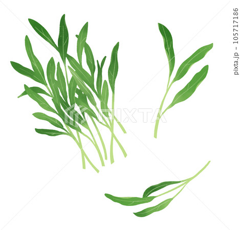空心菜の水彩風イラスト 空心菜の水彩風イラスト 105717186