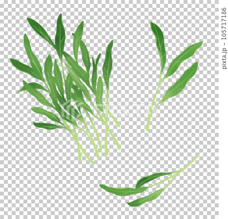空心菜の水彩風イラスト 空心菜の水彩風イラスト 105717186
