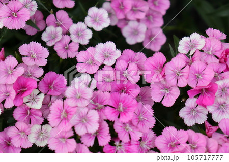 美女ナデシコ、種から育てて庭を賑わせてくれました、撮影日・2023年5月21日 105717777