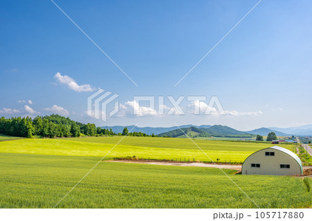 富良野　田園風景　丘陵　北海道 105717880