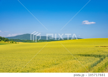 富良野　田園風景　丘陵　北海道 105717881