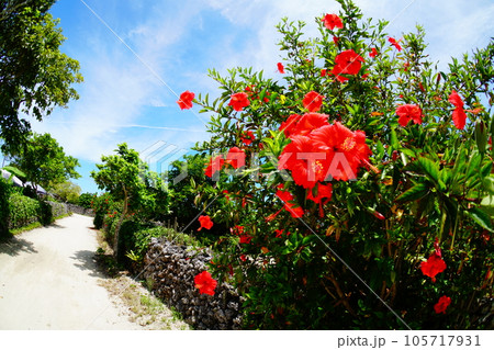 竹富島の風景 105717931