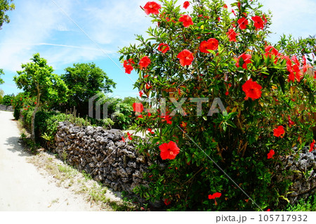 竹富島の風景 105717932