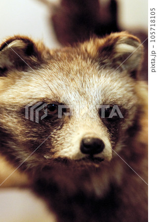 タヌキのはく製　クローズアップ 105718105