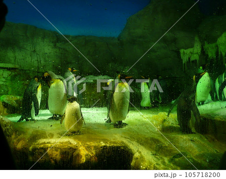 ペンギン ぺんぎん ペンギン 105718200