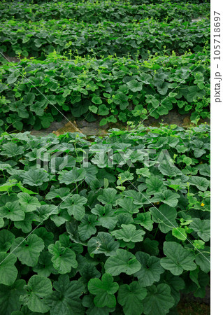 Green cucumber crops in growth in garden, China Green cucumber crops in growth in garden, China 105718697