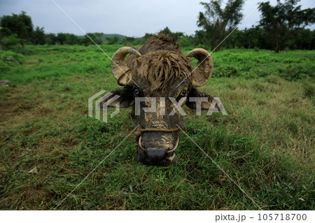Buffalo eating grass in the spring nature Buffalo eating grass in the spring nature 105718700