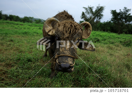Buffalo eating grass in the spring nautre Buffalo eating grass in the spring nautre 105718701