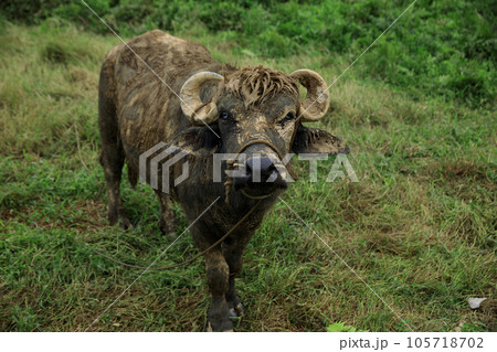 Buffalo eating grass in the spring nature 105718702