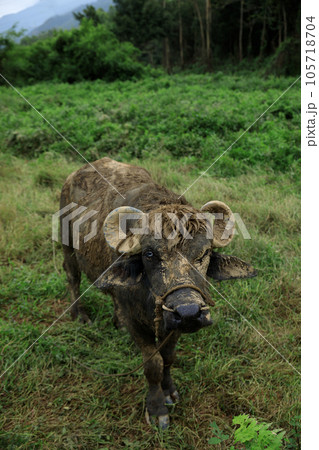 Buffalo eating grass in the spring nature Buffalo eating grass in the spring nature 105718704
