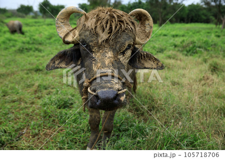 Buffalo eating grass in the spring nature Buffalo eating grass in the spring nature 105718706