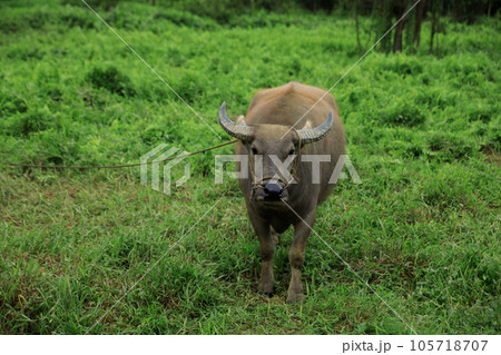 Buffalo eating grass in the spring nature Buffalo eating grass in the spring nature 105718707