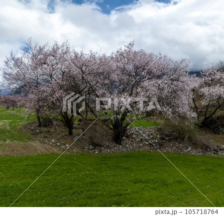 Spring landscape in tibet, China 105718764