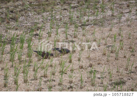 田んぼで餌を探して食べているキジバト 105718827
