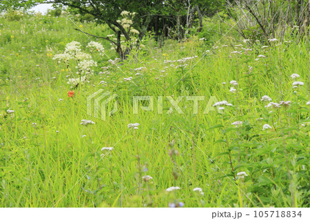 高山植物満開の夏の八島湿原 105718834
