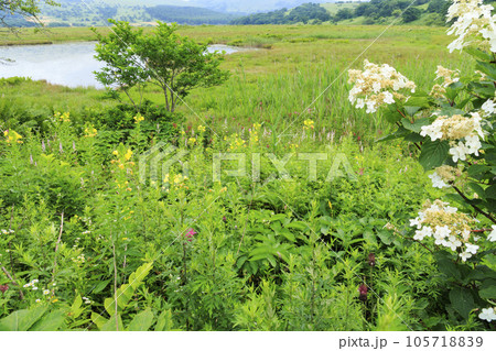 高山植物満開の夏の八島湿原 105718839