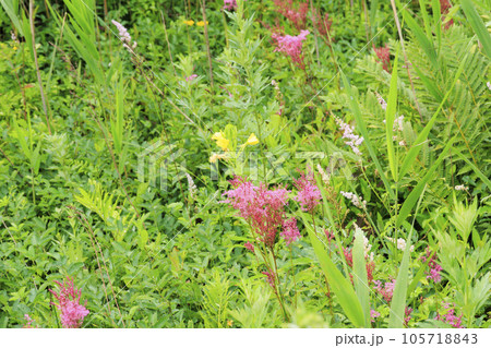 高山植物満開の夏の八島湿原 105718843